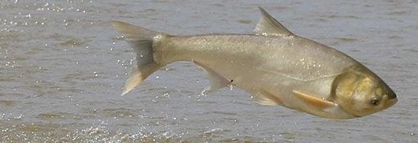 Canada's Secret War Against Invasive Carp