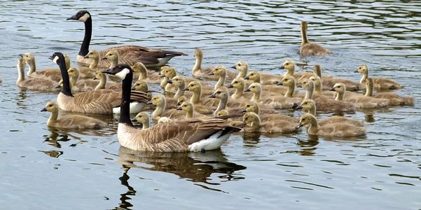 Global Report on the Value of Nature and Biodiversity