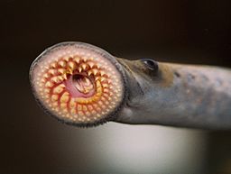 Invasive Sea Lamprey Populations in the Great Lakes Surge After Pandemic