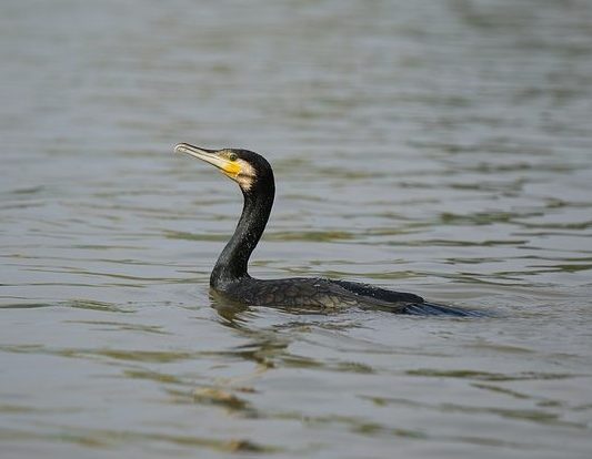 GBA Opposes Proposal to Allow a Cormorant Hunt