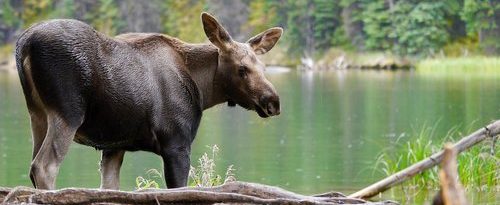 Thousands of Blood-Sucking Ticks Found on Bodies of Canadian Moose