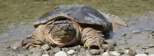 The Highly Misunderstood Snapping Turtle