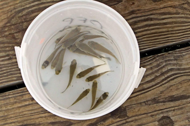 New Live Bait Regulations for 2022