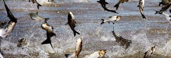 Illinois Governor Delays Invasive Carp Project Amid Federal Funding Concerns