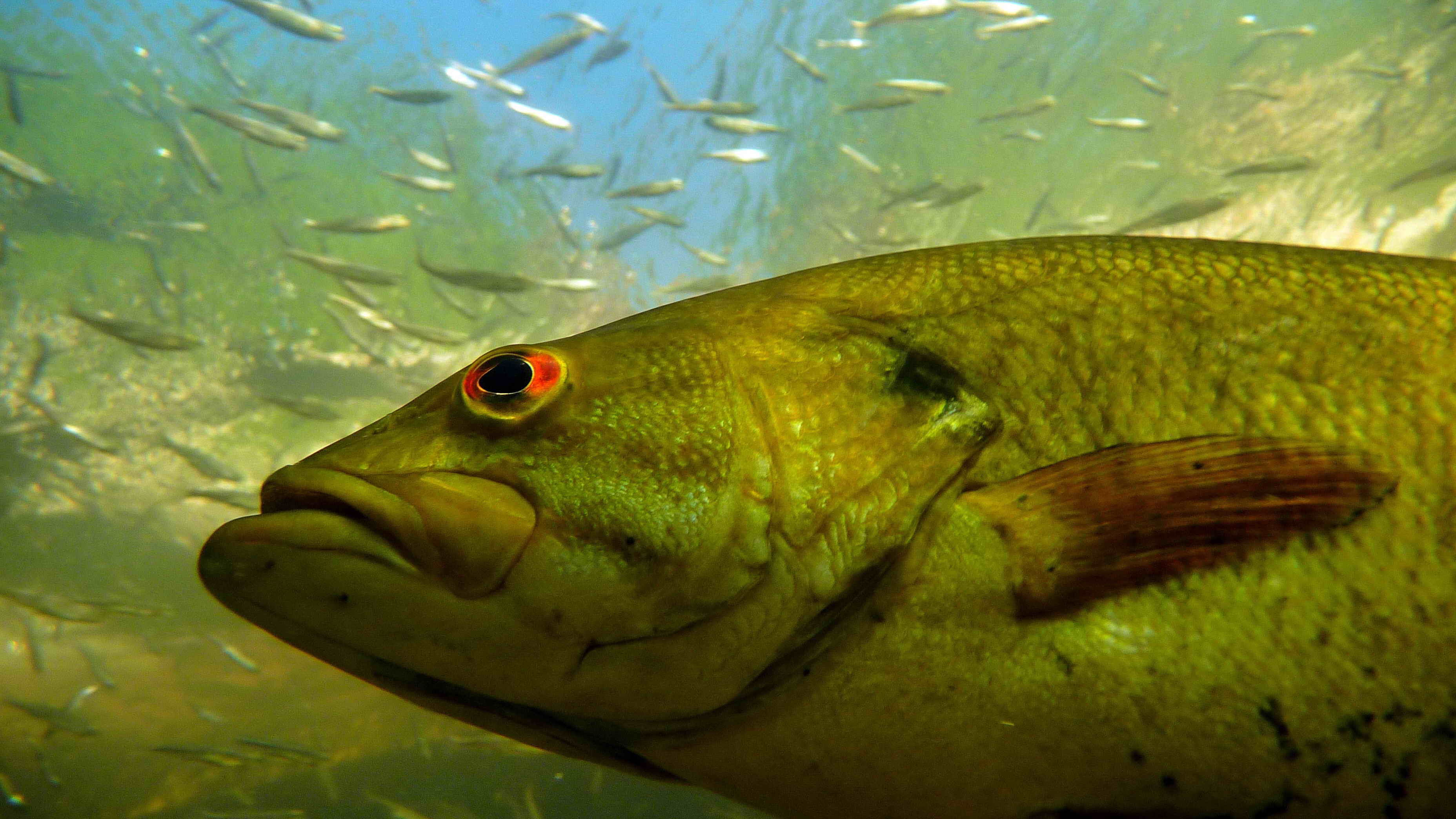 Join Us for a Deep Dive into Georgian Bay’s Fish Populations