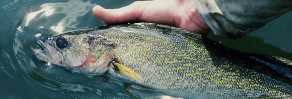 Is Catch and Release a Good Idea?