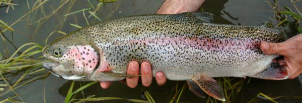 Catch a Lake Trout in Deep Water? Think Twice About Releasing It!