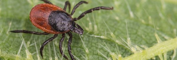 Staying Ahead of Tick Activity on the Bay