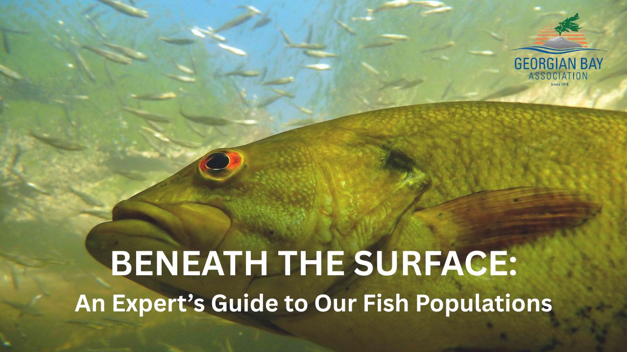 ICYMI: A Deep Dive into Georgian Bay’s Fish Populations